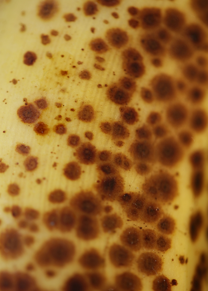 Banana fruit skin close up