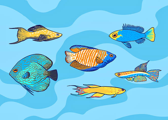 Aquarium fish tank lovers