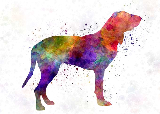 Gascon Saintongeois dog
