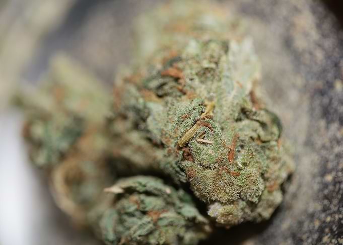 Medical cannabis marihuana