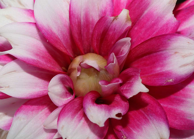 Dahlia flowering close up