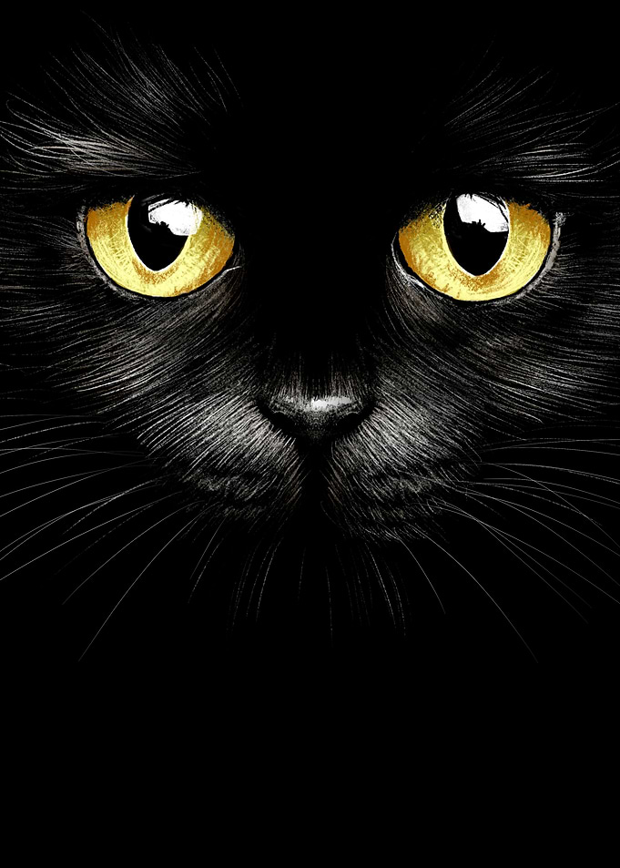 Black Cat And Yellow Eyes
