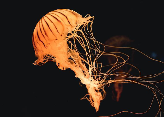 Jellyfish Angels