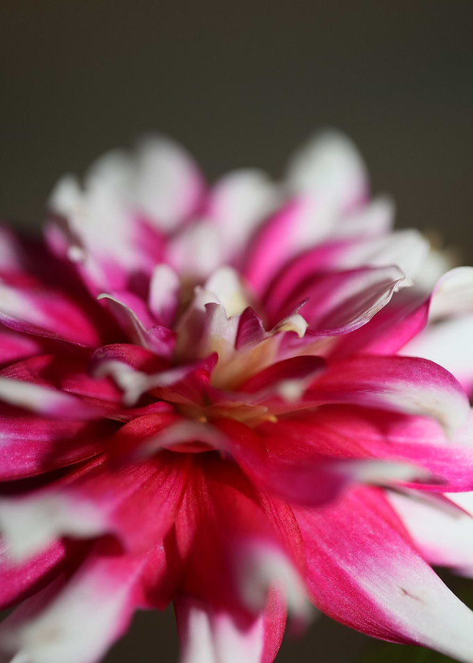 Dahlia flowering close up