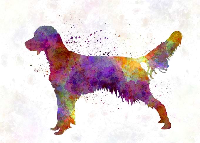 French Spaniel dog