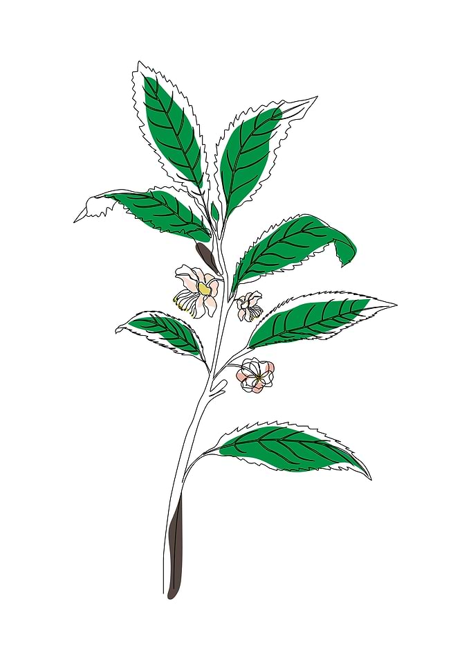 Botanical one line art