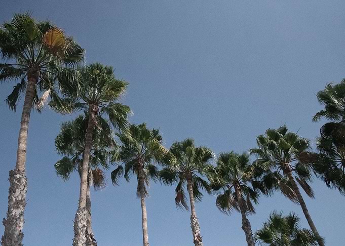 Palm Trees Dream 1