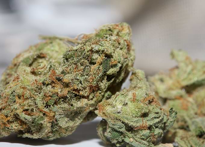 Medical cannabis weed buds
