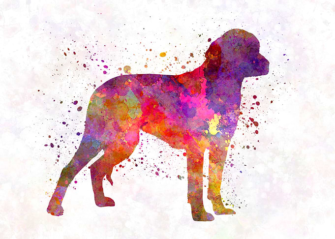 German Hound dog