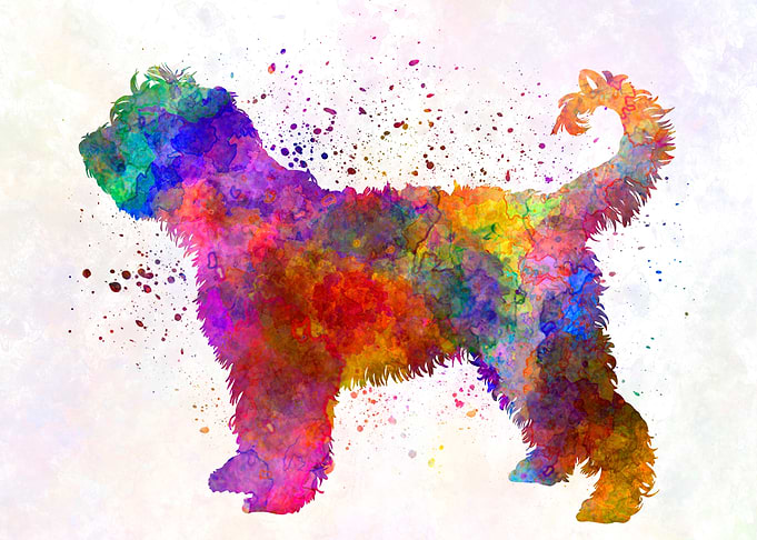 French Water Dog