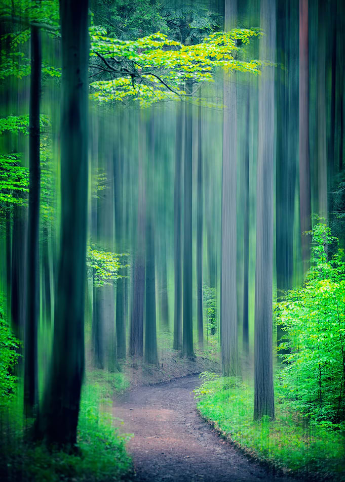 Green forest, impression