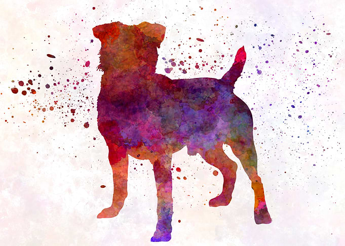 German Hunting Terrier dog