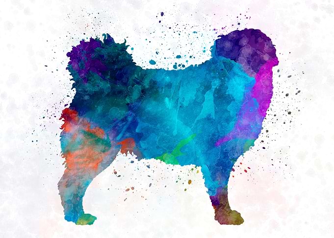 Frisian Water Dog
