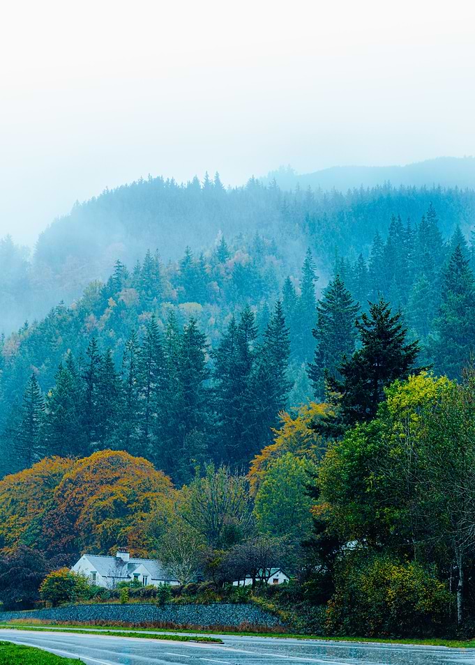 Layers of fog and trees
