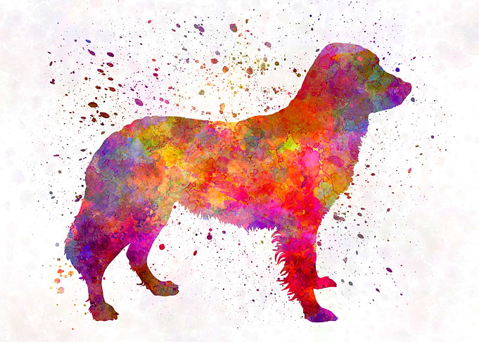 Frisian Pointer dog
