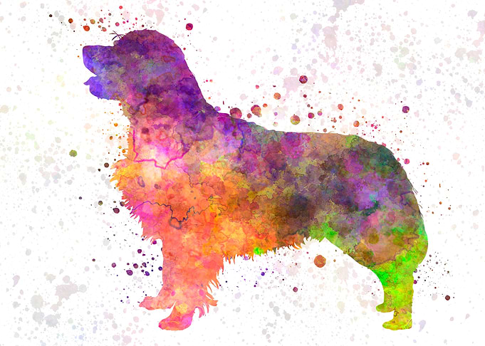 Golden Retriever dog