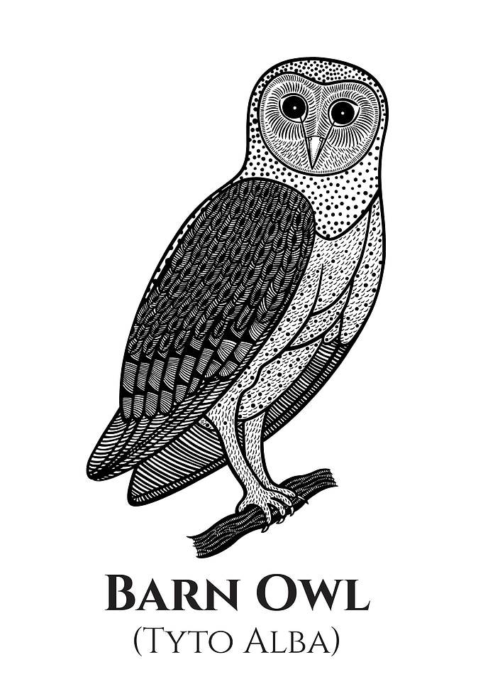 Barn Owl bird ink design