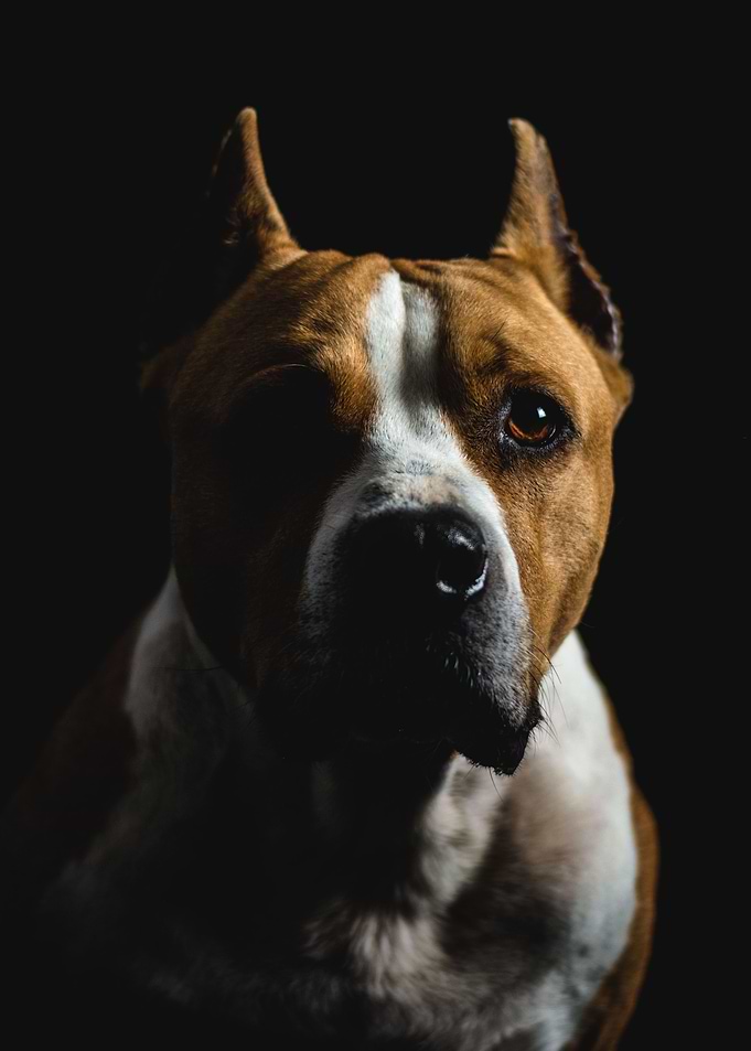 Dog Portrait 4