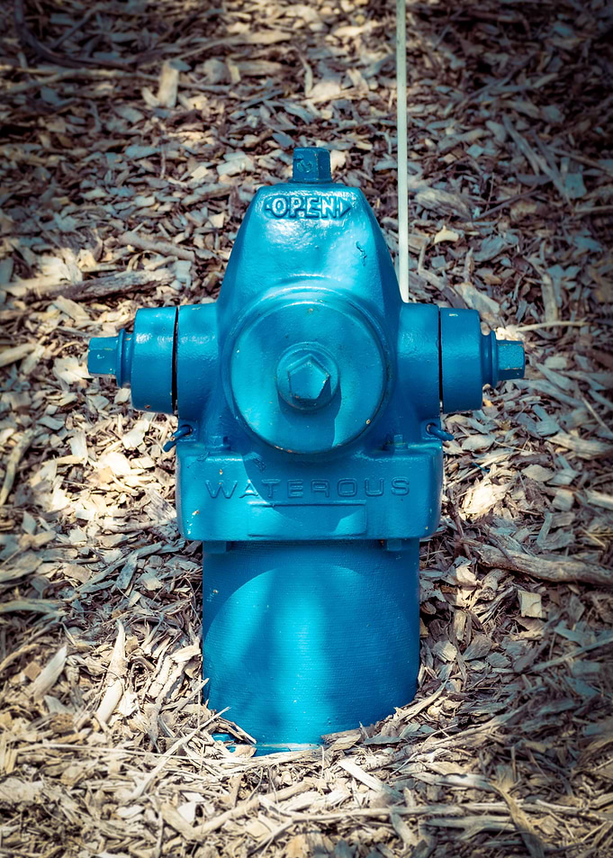 Blue Waterous in Nature