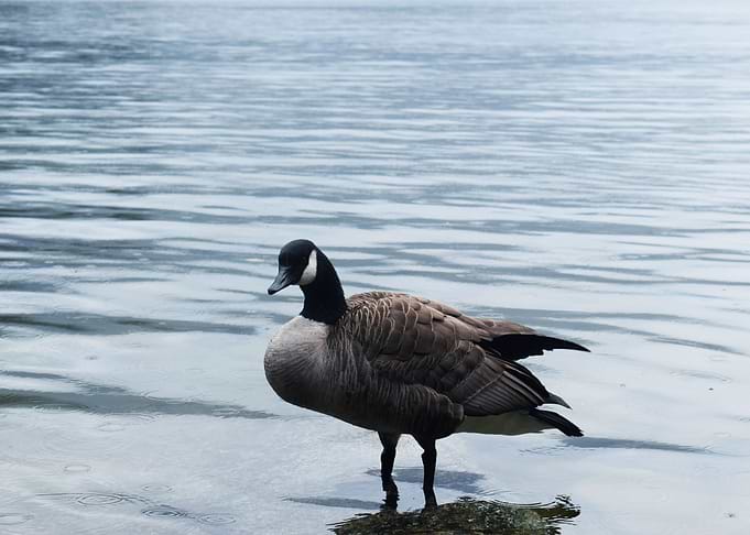 Lone Canadian Goose