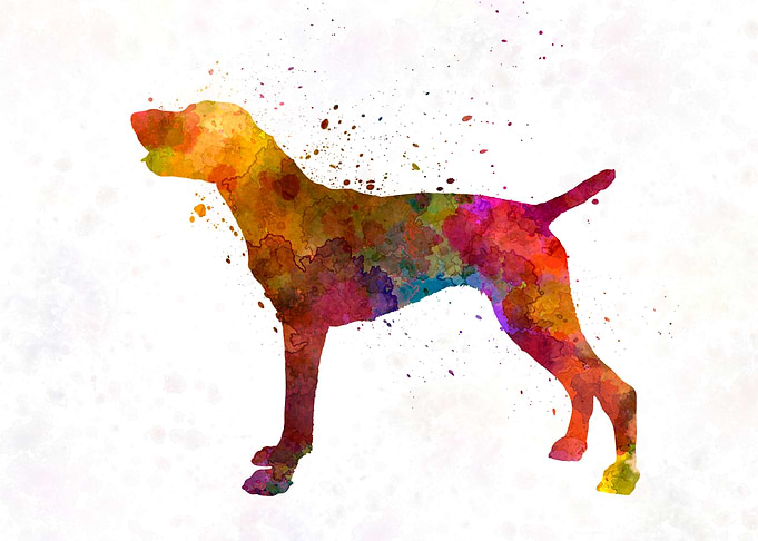 German Shorthaired Pointer