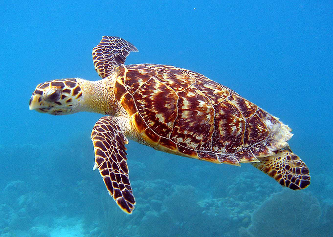 Turtle Blues