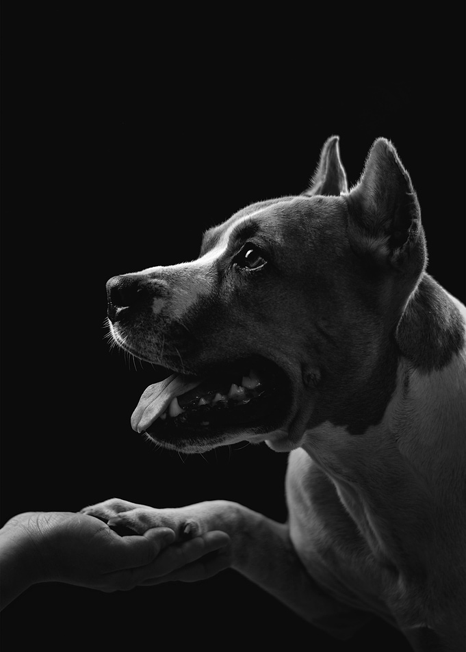 Dog Portrait Best Friend