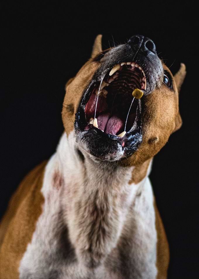 Dog Portrait Funny