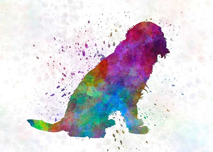 German Spaniel dog