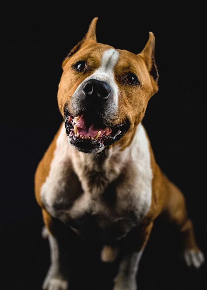 Dog Portrait Smile