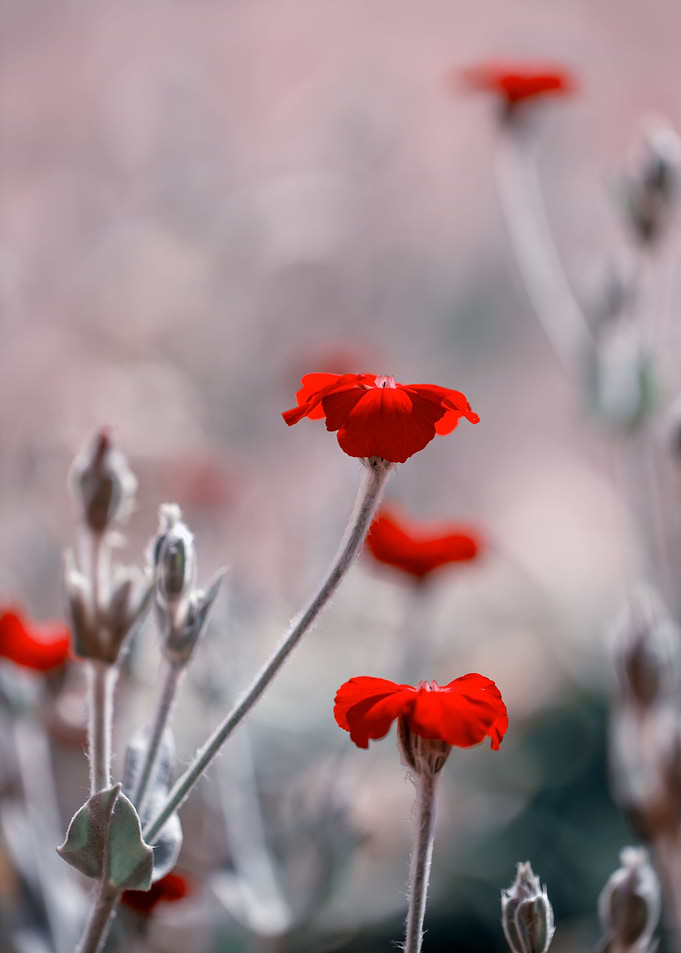 Red little flower, macro