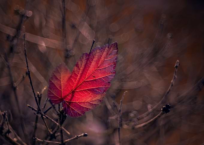 Autumn red leaf, nature