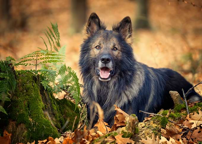 German Shepherd, autumn