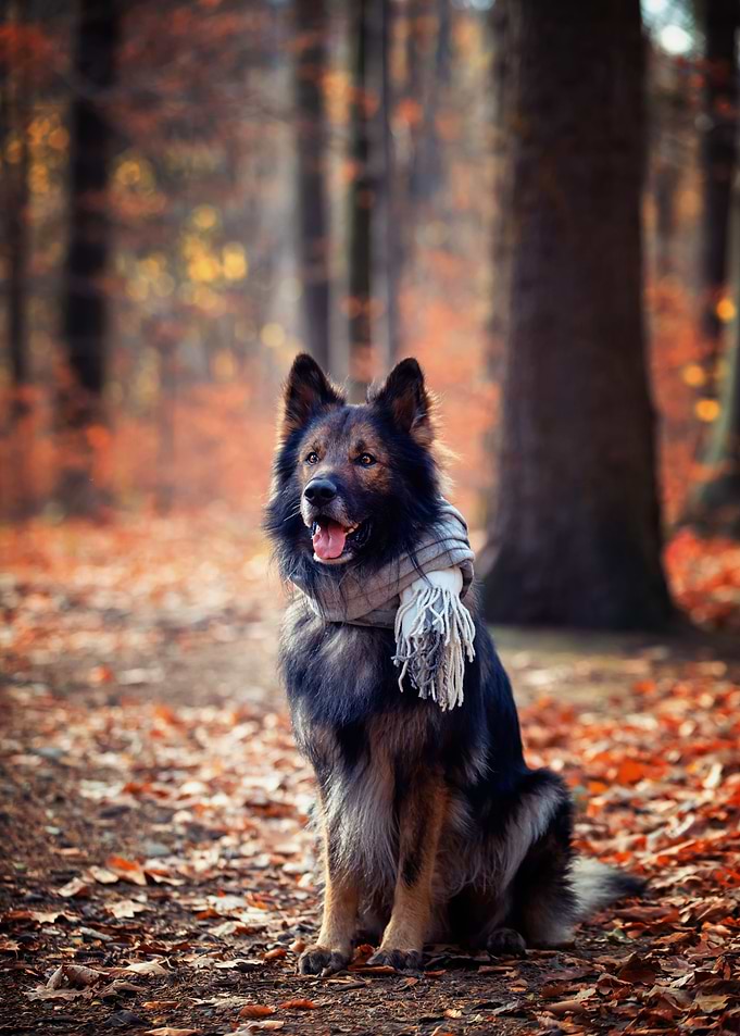 Autumn German Shepherd