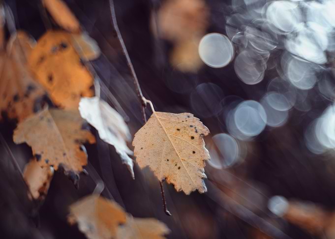 Autumn leaves in forest