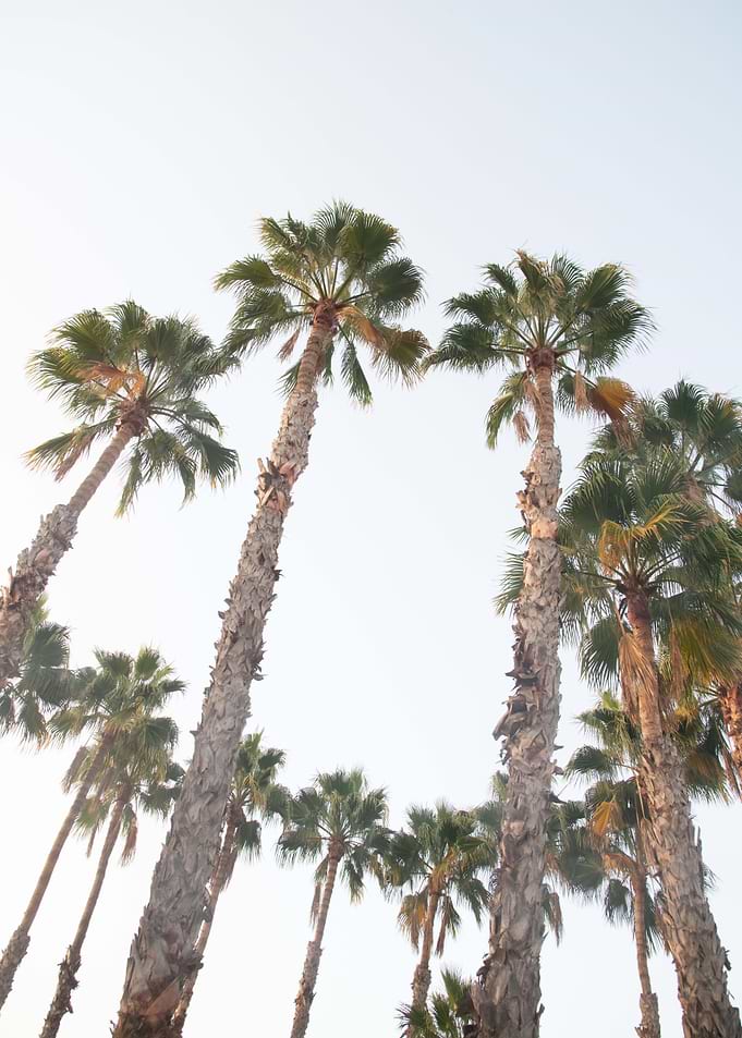Palm Trees Dream 2