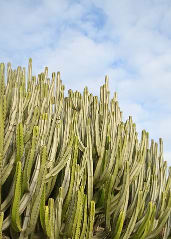 Cacti Dream 3