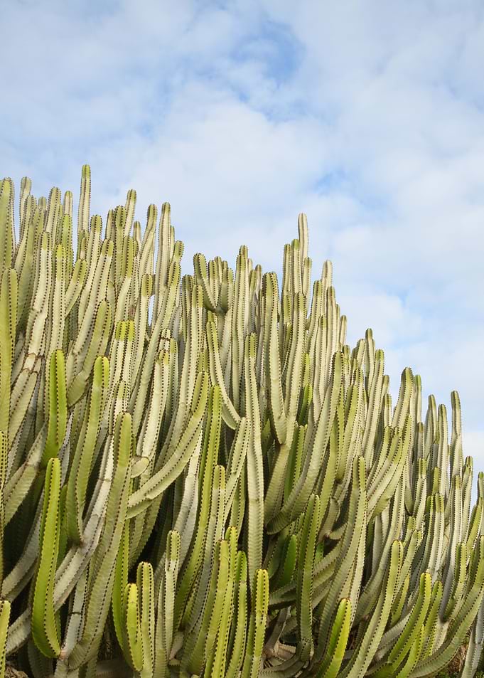Cacti Dream 3