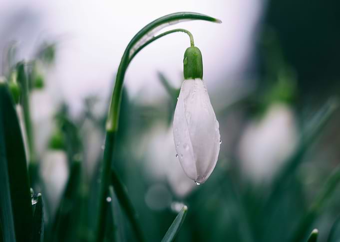 Snowdrop Beauty
