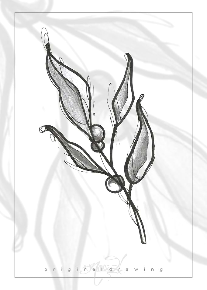 Olive Branch Drawing