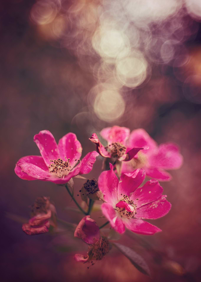 Pink autumn rose, macro