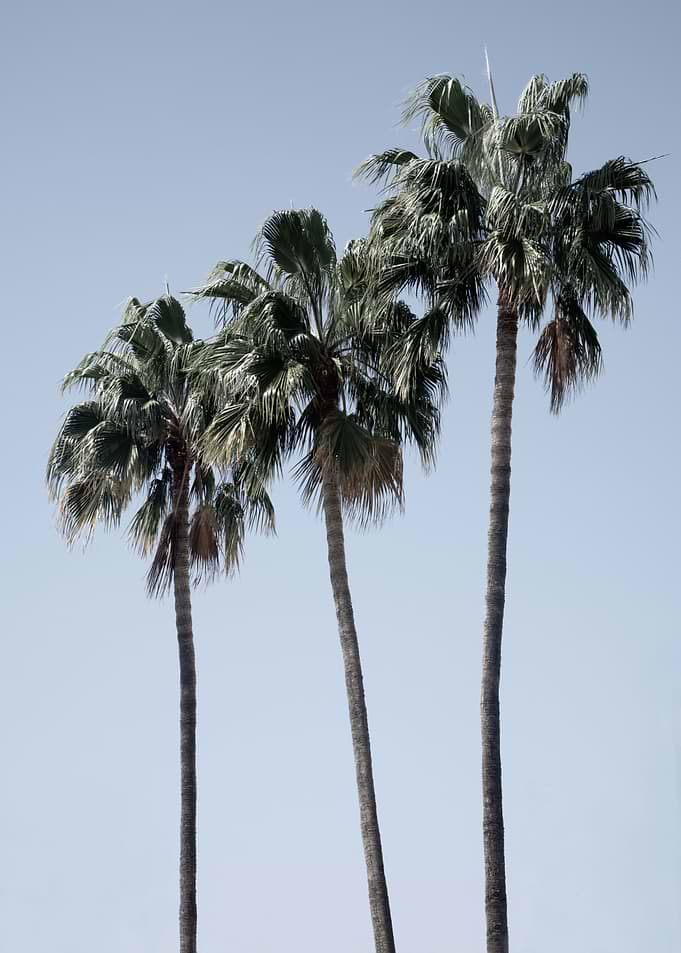 Palm Trees Dream 3