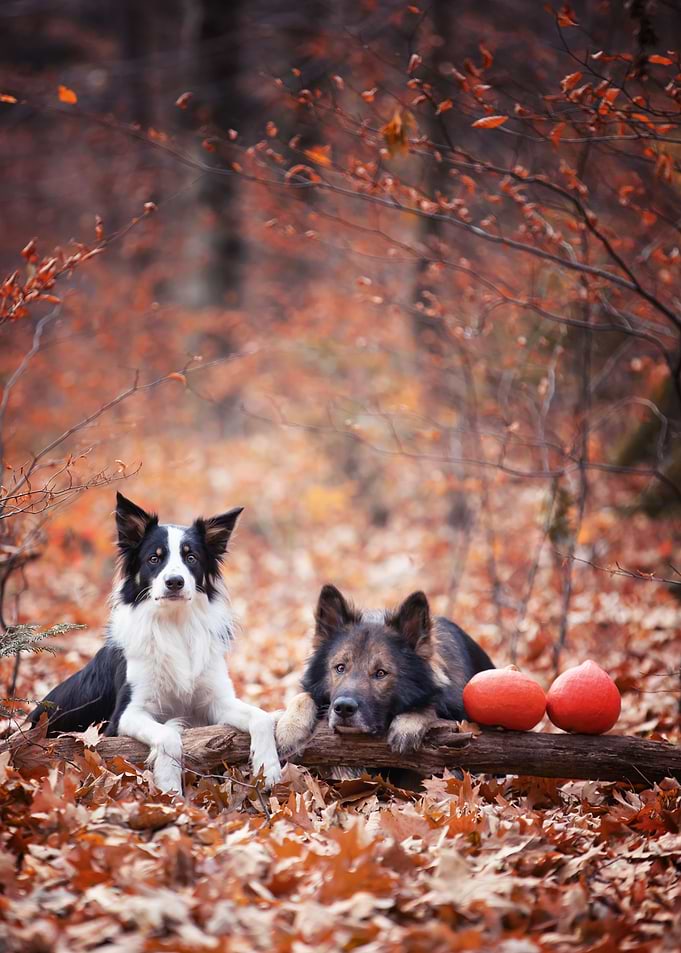 Purebred dog autumn forest