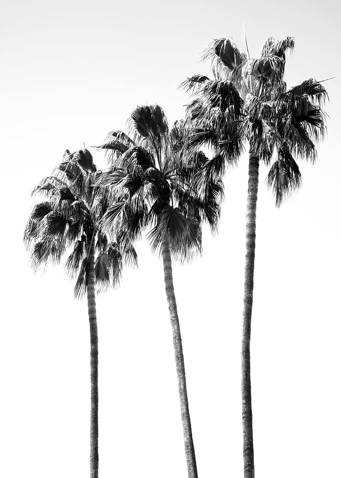 Palm Trees Black White 4