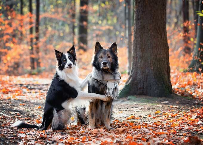 Purebred dogs and autumn