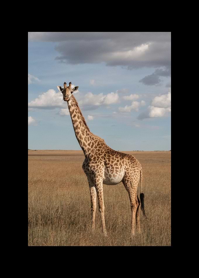 Giraffe