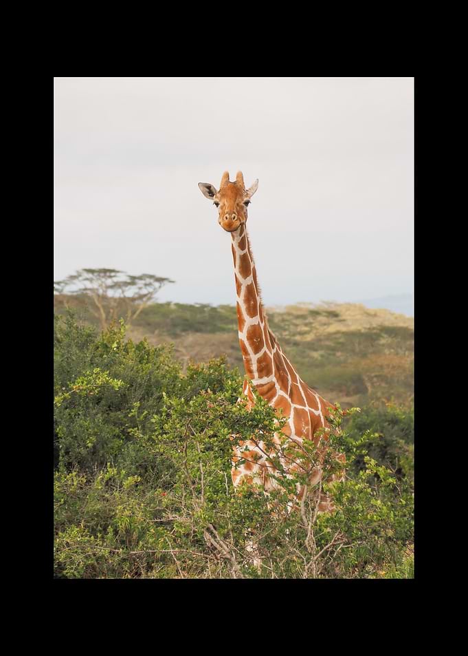 Giraffe