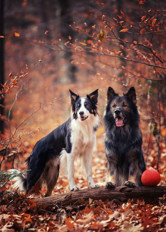 Purebred dogs and autumn