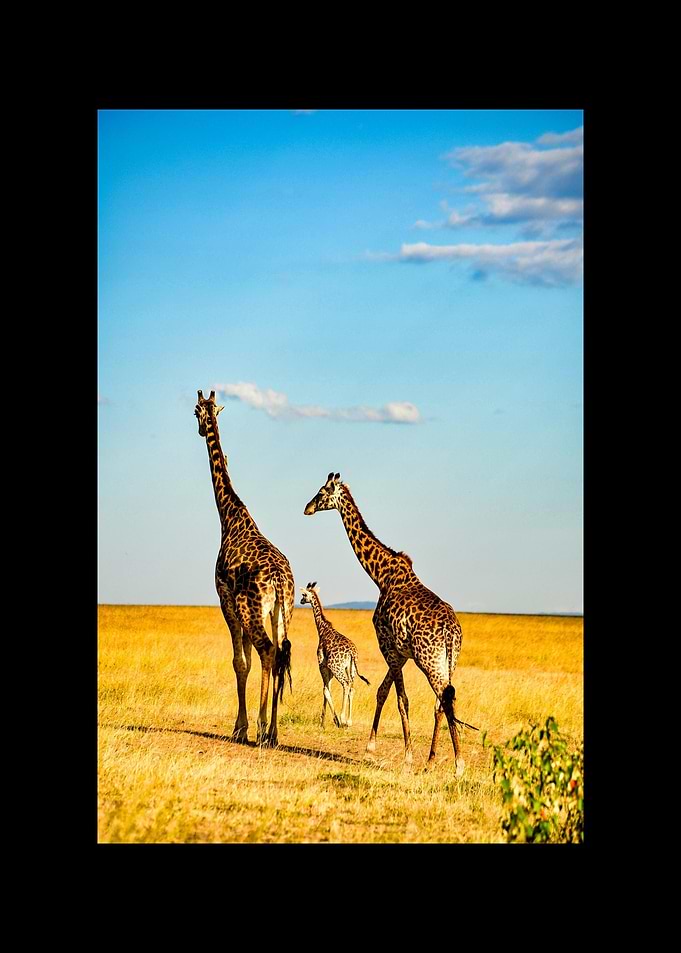 Giraffe