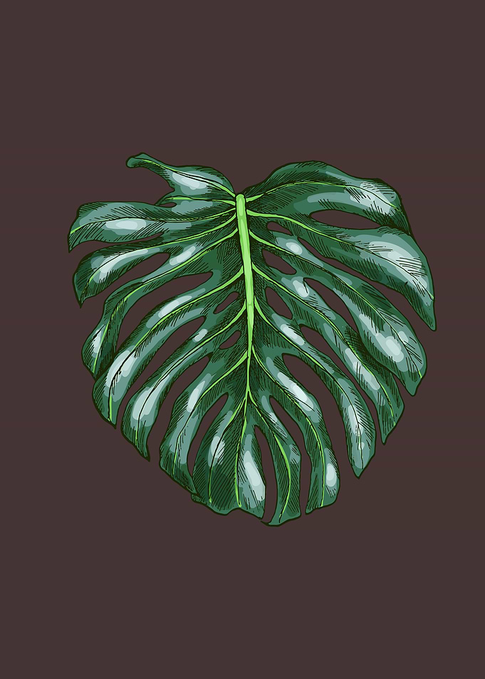 Monstera Deliciosa Leaf